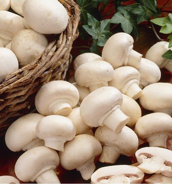 Button Mushroom: Complete Growing Guide