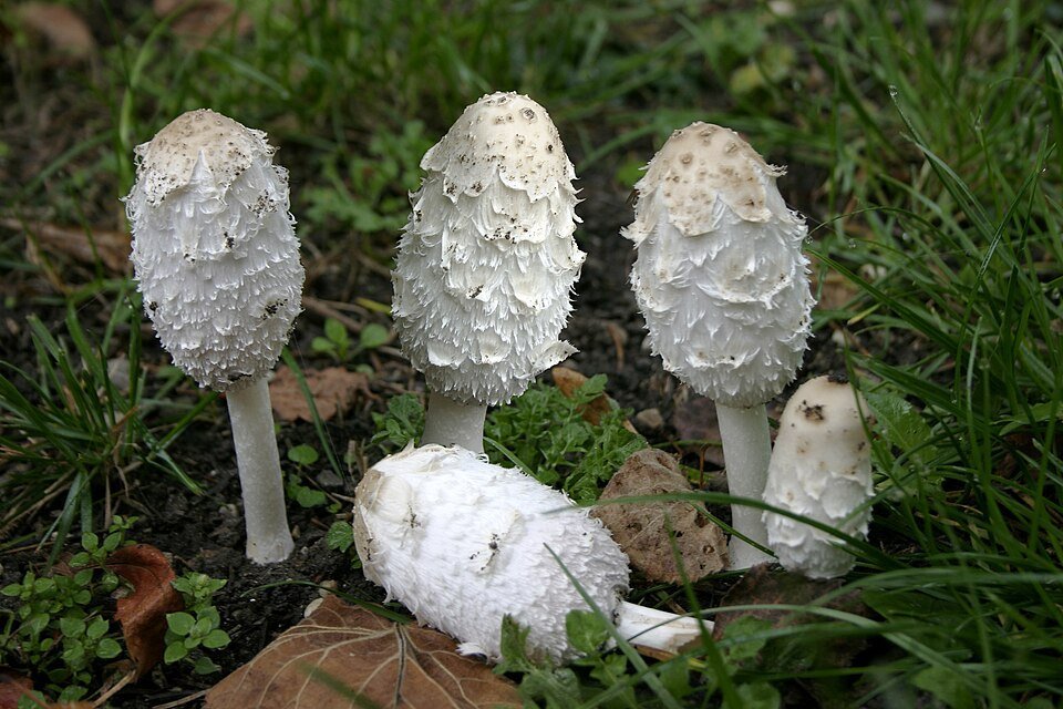 Shaggy Mane: Complete Growing Guide