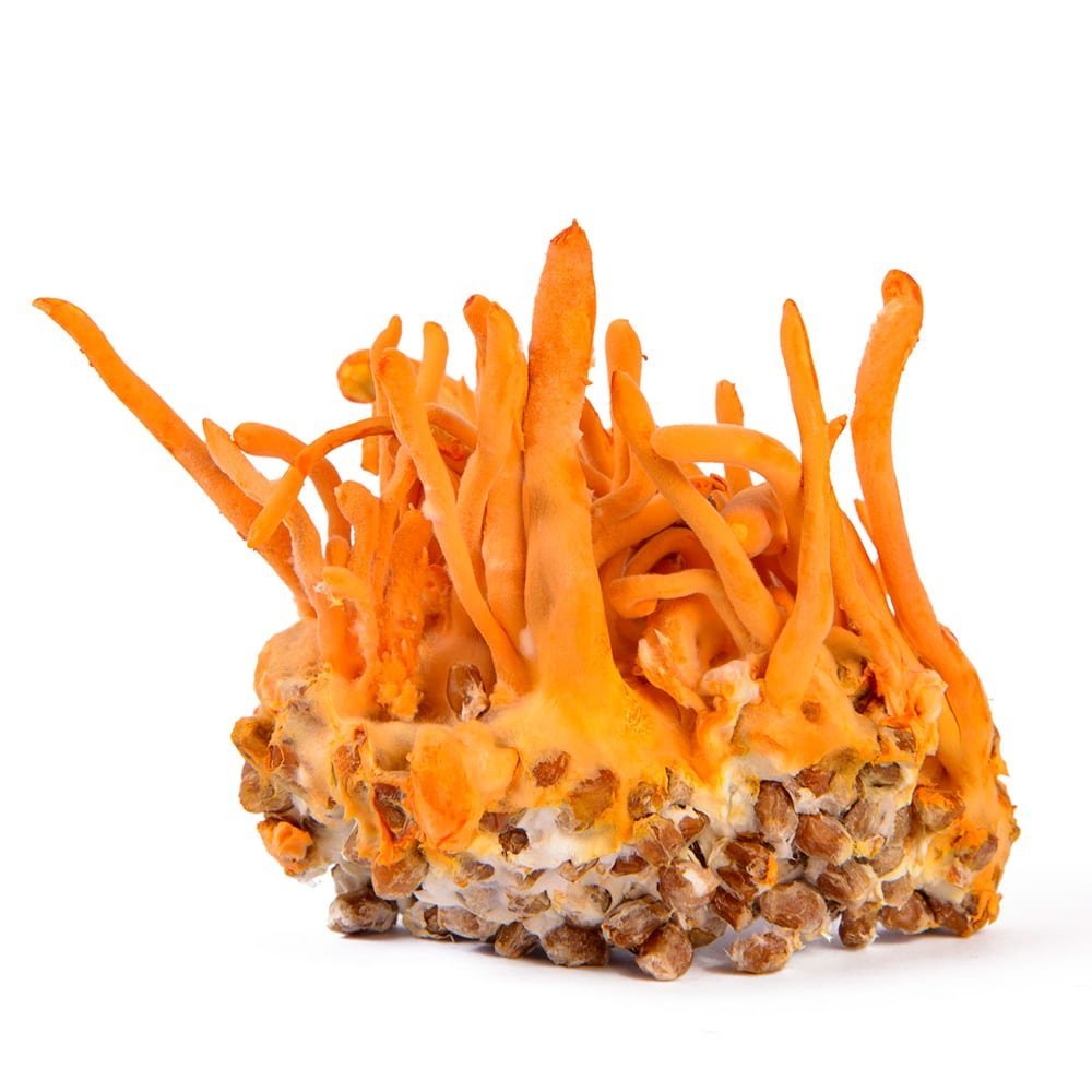 Cordyceps Militaris: Complete Growing Guide