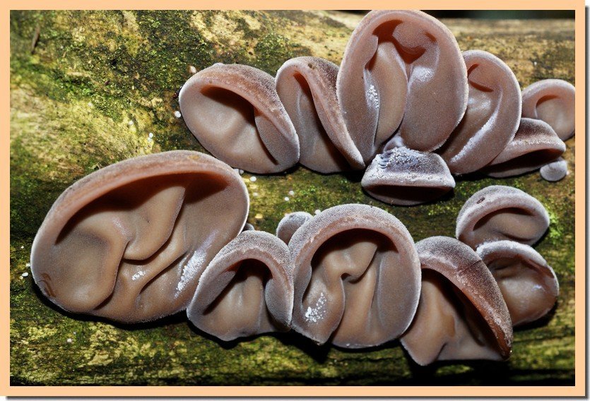 Wood Ear (Jelly Ear): Complete Growing Guide