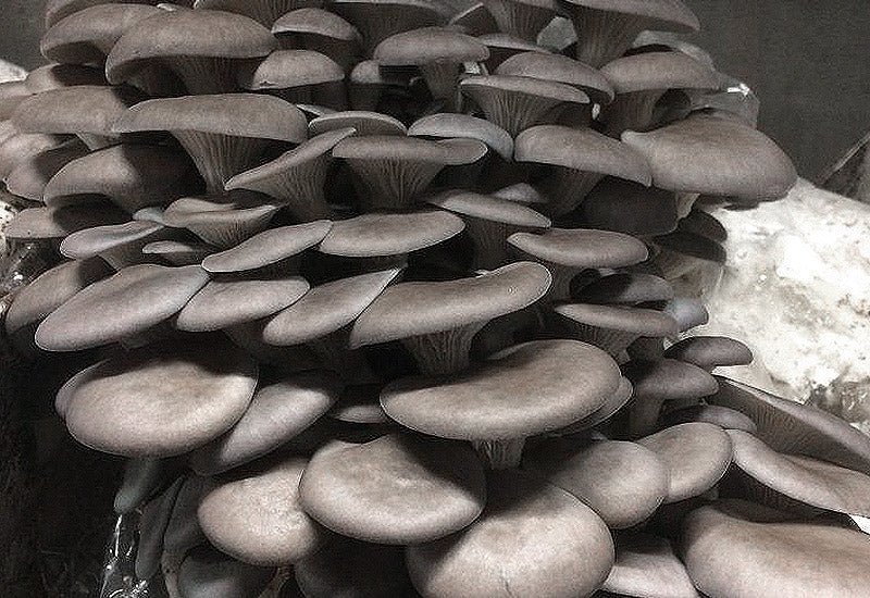 Grey/Blue Oyster: Complete Growing Guide