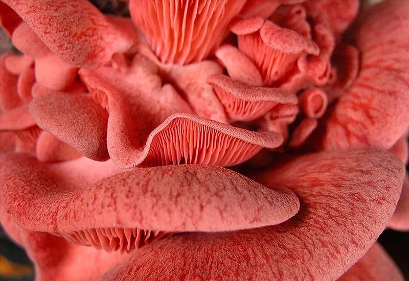 Pink Oyster: Complete Growing Guide