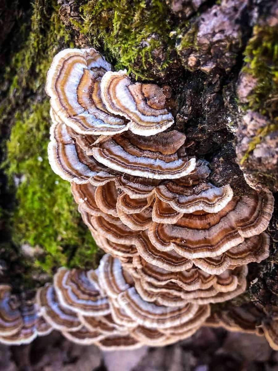 Turkey Tail: Complete Growing Guide
